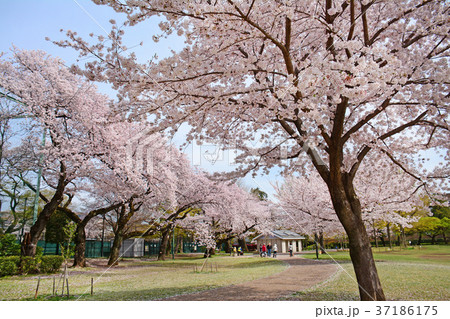 東京都杉並区浜田山　柏の宮公園のしだれ桜 37186175