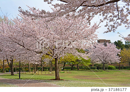 東京都杉並区浜田山　柏の宮公園のしだれ桜 37186177