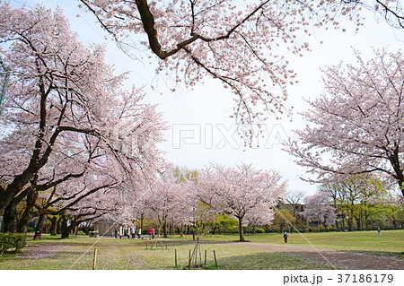 東京都杉並区浜田山　柏の宮公園のしだれ桜 37186179