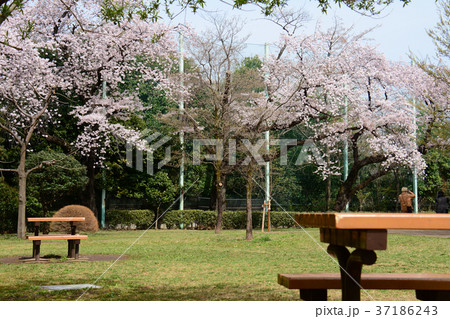 東京都杉並区浜田山 柏の宮公園の桜 東京都杉並区浜田山 柏の宮公園の桜 37186243
