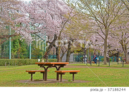 東京都杉並区浜田山　柏の宮公園の桜 37186244