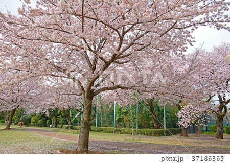 東京都杉並区浜田山　柏の宮公園の桜 37186365