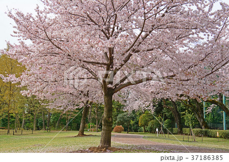 東京都杉並区浜田山　柏の宮公園の桜 37186385