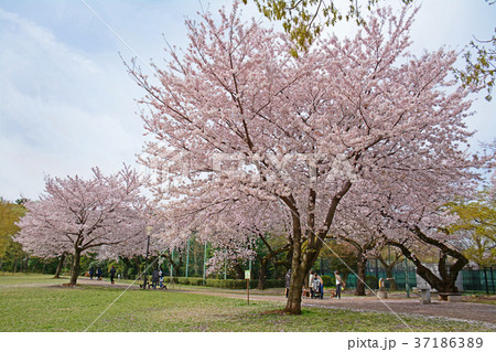 東京都杉並区浜田山　柏の宮公園の桜 37186389