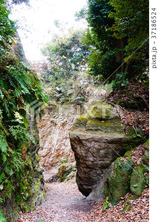 鎌倉　名越切通し 37186524