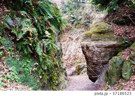 鎌倉　名越切通し 37186525