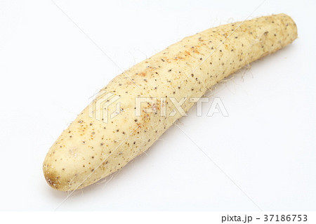 ながいも ながいも 37186753