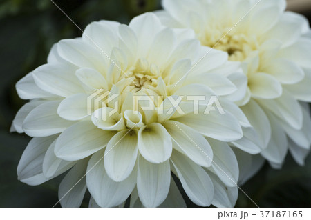 ダリアの花 ダリアの花 37187165