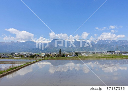 水張りされた田んぼと北アルプス 37187336