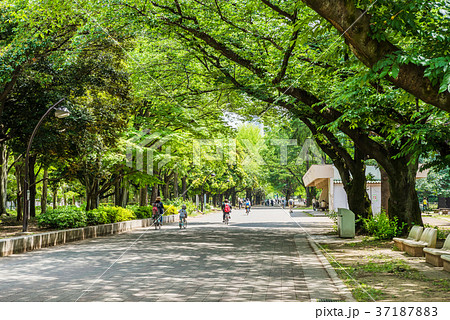 光が丘公園の並木道 37187883