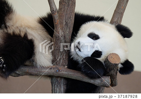 パンダ 37187928