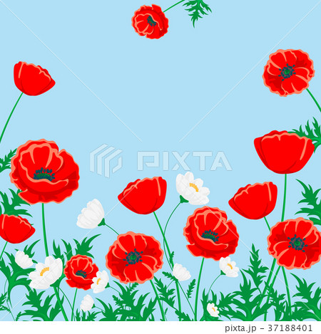 Red poppy and white chamomile illustration Red poppy and white chamomile illustration 37188401