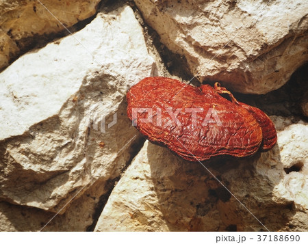 Ganoderma Lucidum - Ling Zhi Mushroom 37188690