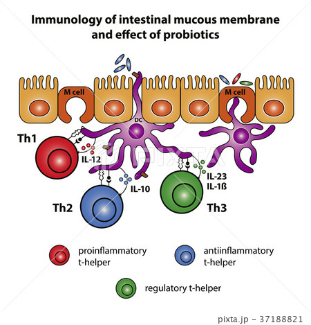 Intestinal Mucous Membrane 37188821