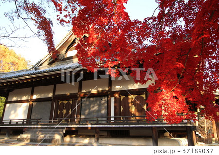 日本　紅葉　京都　寺　秋 37189037