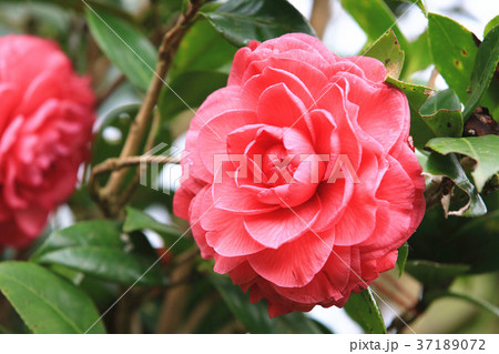 お茶の花 ツバキの花 椿の葉 37189072