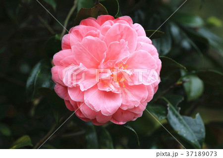 お茶の花 ツバキの花 椿の葉 37189073