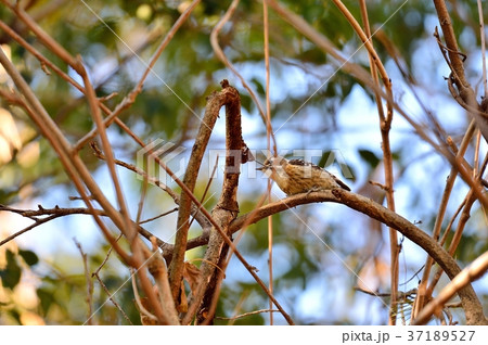 注意)100%正しい確証はありません。野鳥のコゲラ。野鳥のイメージ。小型のキツツキの仲間です。 注意)100%正しい確証はありません。野鳥のコゲラ。野鳥のイメージ。小型のキツツキの仲間です。 37189527