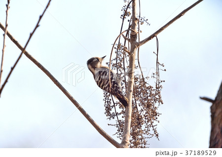 注意）100％正しい確証はありません。野鳥のコゲラ。野鳥のイメージ。小型のキツツキの仲間です。 37189529