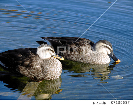鴨 37189657