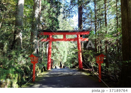 参道からの箱根神社の鳥居 37189764