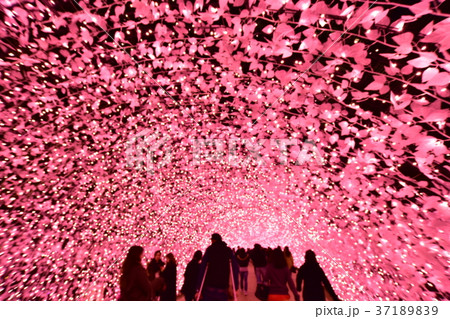 桜色のトンネル 37189839