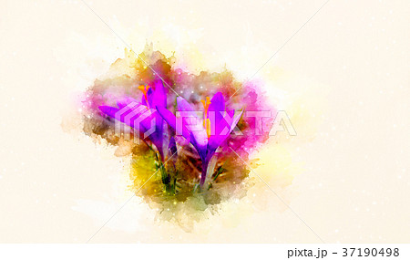 Spring flowers, saffron and softly blurred 37190498