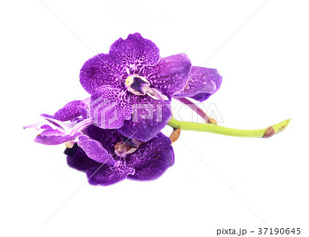 Beautiful orchid flower, isolated Beautiful orchid flower, isolated 37190645