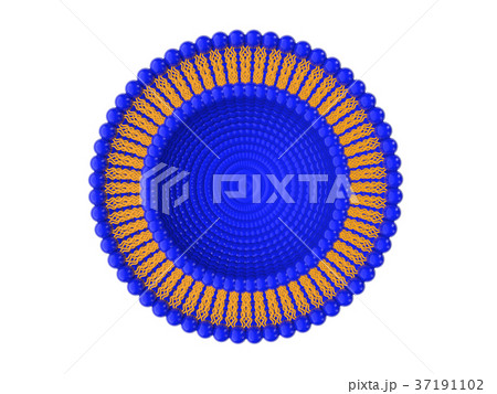 Liposome Bi-layer Structure 3D Illustration 37191102