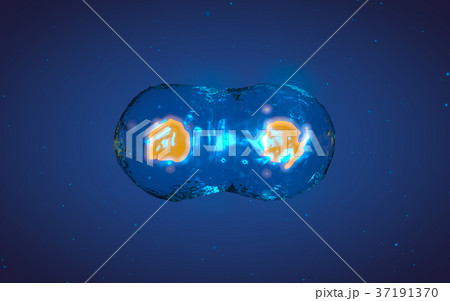 Cell in mitosis or multiplication 37191370