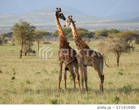 キリン キリン 37191680