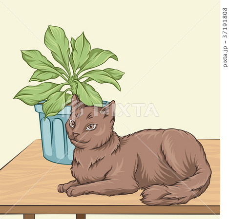 Cute brown cat pet animal lying on a wooden table 37191808