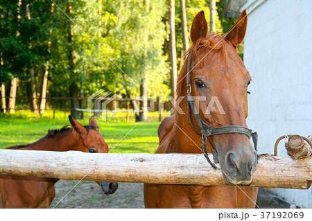 Foal with mare on summer pasture Foal with mare on summer pasture 37192069