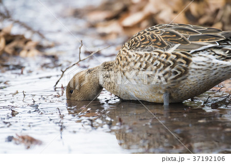 洞峰公園　カモ 37192106