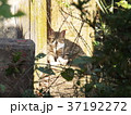 佇むねこちゃん 37192272