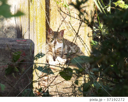佇むねこちゃん 佇むねこちゃん 37192272