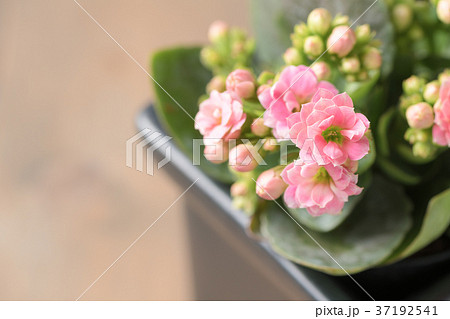 beautiful pink Kalanchoe or Flaming Katy flower beautiful pink Kalanchoe or Flaming Katy flower 37192541