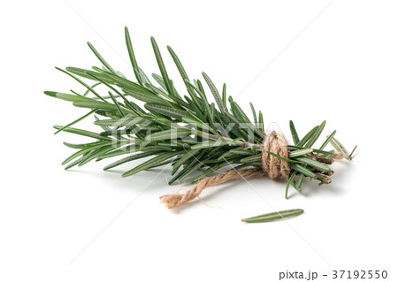 rosemary isolated on white background rosemary isolated on white background 37192550