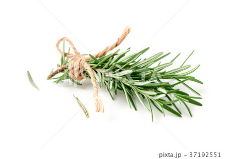 rosemary isolated on white background, 37192551