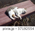 寛ぐにゃんこ 37192554