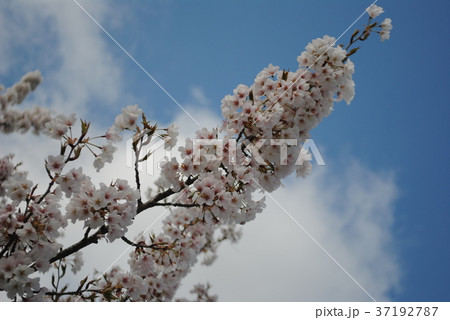 青空と桜 青空と桜 37192787