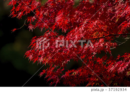 紅葉 モノ 紅葉 モノ 37192934