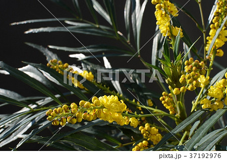 マホニアコンフーサの花 マホニアコンフーサの花 37192976
