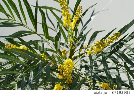 マホニアコンフーサの花 マホニアコンフーサの花 37192982