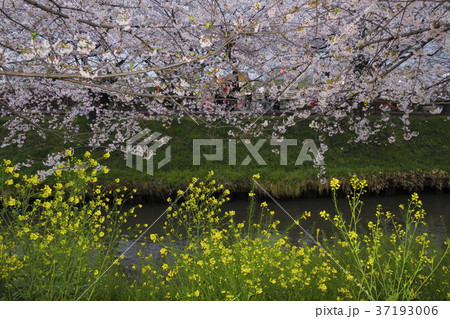 海老川の夜桜 海老川の夜桜 37193006