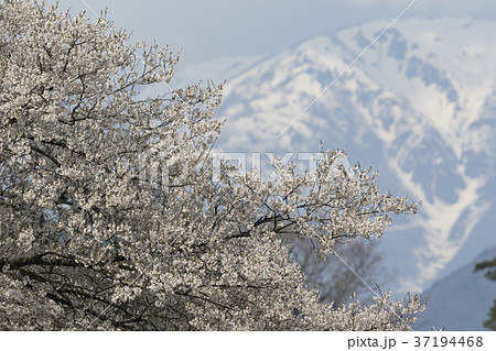淡墨桜 37194468