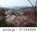 桜 37194899