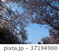 桜と空 37194900