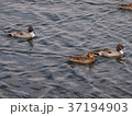 野鳥と湖 37194903