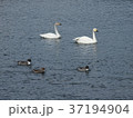 白鳥と湖 37194904
